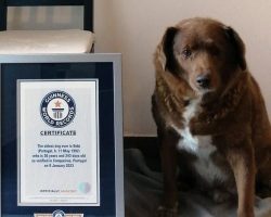 Bobi officially loses “oldest dog ever” title after Guinness World Records investigation