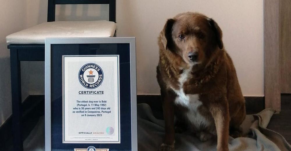 Bobi officially loses “oldest dog ever” title after Guinness World Records investigation