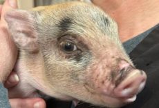 Baby pig was tossed around like a football during Mardi Gras parade — now he’s being rescued
