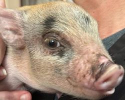 Baby pig was tossed around like a football during Mardi Gras parade — now he’s being rescued