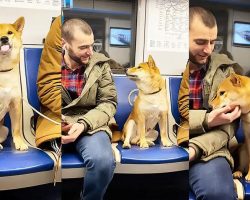 Shiba Inu Adorably Wants To Befriend Man On Subway