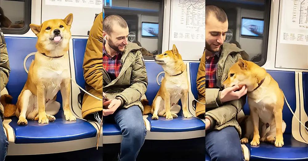 Shiba Inu Adorably Wants To Befriend Man On Subway