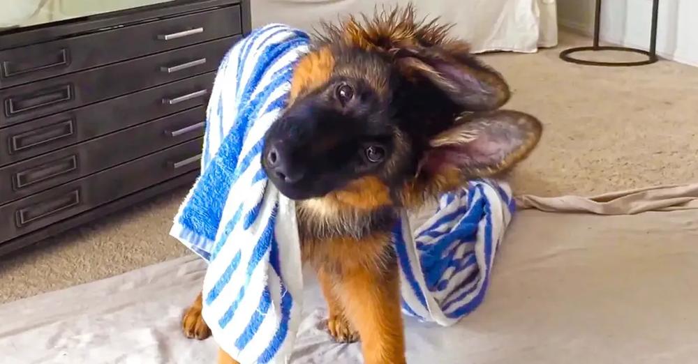 Adorable German Shepherd Puppy has the Cutest Head Tilts
