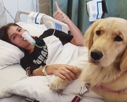 His owner is chronically ill, but Harlow takes being a service dog to another level