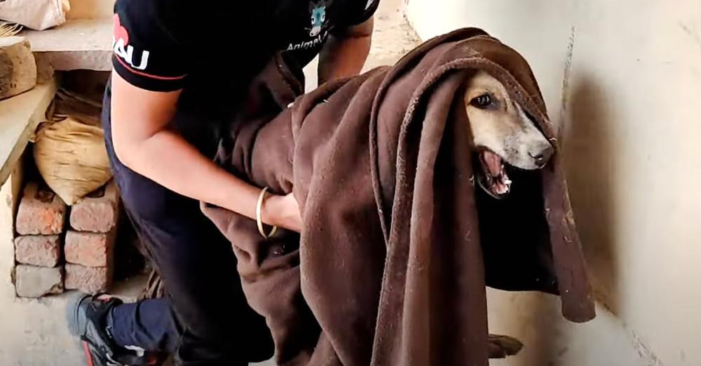 Injured Stray Cried Out As They Carried Him, But Soon He’d Be Singing