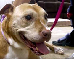 After 14 years, this sweet pit bull has finally found a forever home