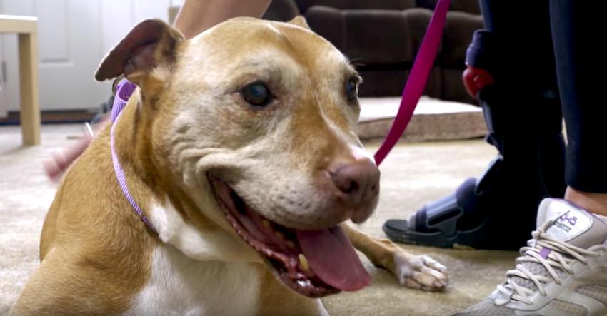 After 14 years, this sweet pit bull has finally found a forever home
