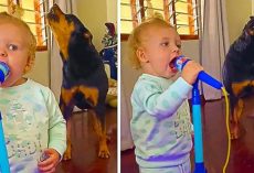 Its Karaoke Night In This House As Little Girl And Her Rottweiler Bestie Sing a Duet