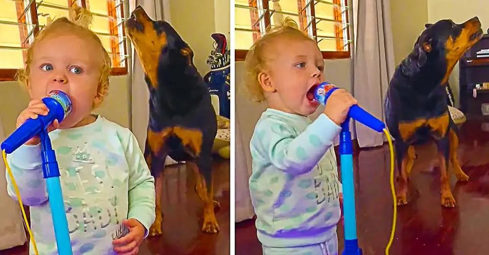 Its Karaoke Night In This House As Little Girl And Her Rottweiler Bestie Sing a Duet