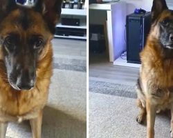 German Shepherd Hilariously Reacts To ‘Turn Around’ Song Lyrics