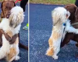 Adorable Dogs Hug Each Other After Time Apart