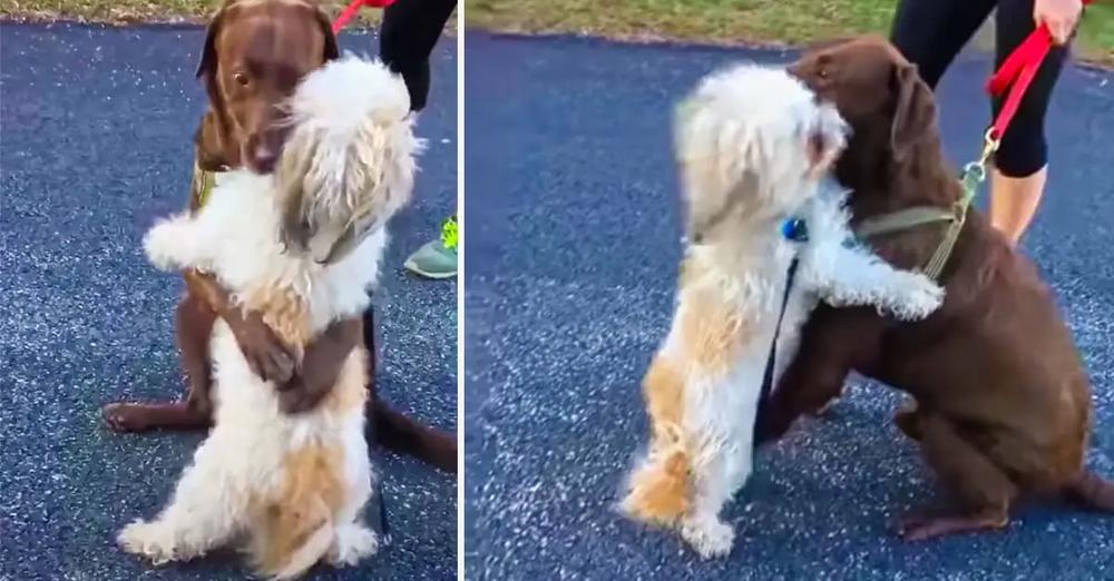 Adorable Dogs Hug Each Other After Time Apart