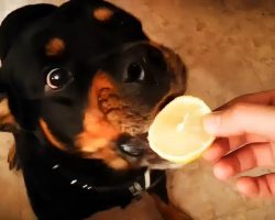 Curious Rottweiler Puppy Has Hilarious Dancing Reaction To Tasting A Sour Lemon Slice