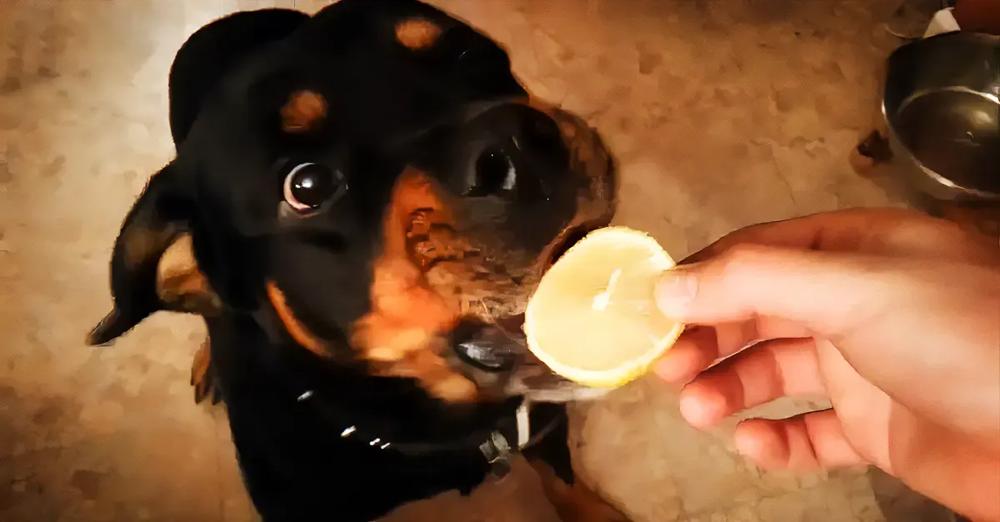 Curious Rottweiler Puppy Has Hilarious Dancing Reaction To Tasting A Sour Lemon Slice