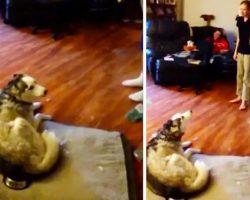 Husky And Dad Have Funny Argument Over Stolen Potato Skins