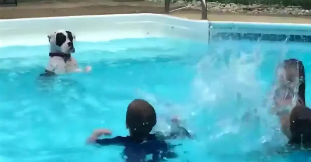 Dog Mimics Kids In Pool By Learning To Stand And Splash Back