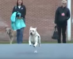 Veteran Takes His Service Dog To Prison, And It Takes Off Running Toward An Inmate