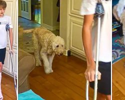 Dog Perfectly Mimics Teenager’s Broken Leg ‘Walk’