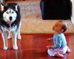 Husky And A Baby Take Turns Imitating Each Other’s Noises