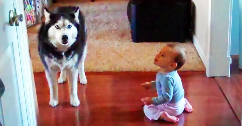 Husky And A Baby Take Turns Imitating Each Other’s Noises