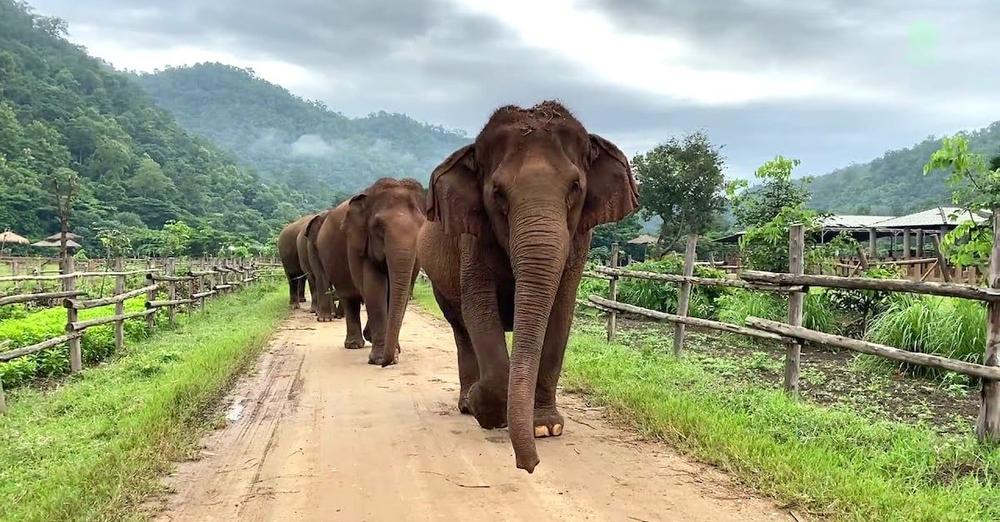 The Daily Routine Of This Elephant Herd Is Truly Something To Behold