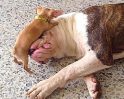 Tiny Chihuahua Puppy Teases Sleepy American Bulldog