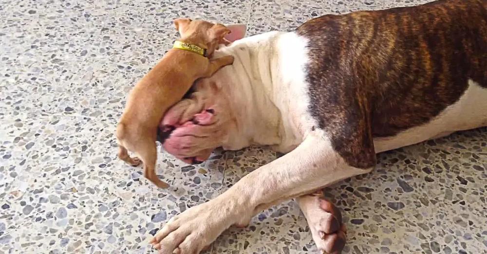 Tiny Chihuahua Puppy Teases Sleepy American Bulldog