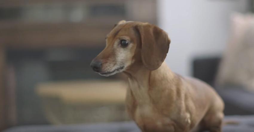 Dog’s about to be reunited with a toy he hasn’t seen in 5 years, and it’s the best