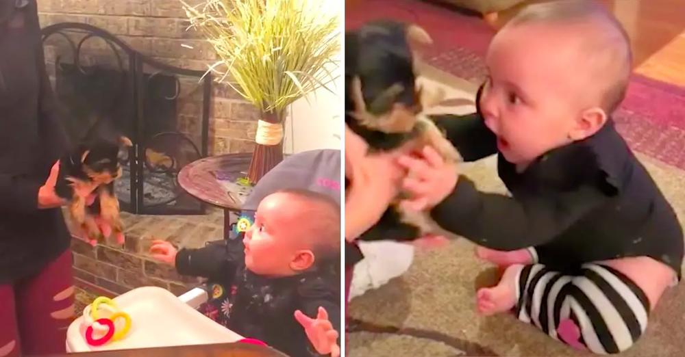 Baby Can’t Contain Her Excitement At Meeting Her Tiny New Puppy For The First Time