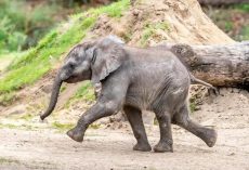 Endangered baby African elephant born at Disney’s Animal Kingdom