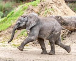 Endangered baby African elephant born at Disney’s Animal Kingdom