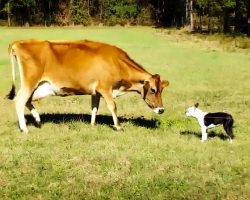 Boston Terrier Comes Face To Face With A Cow And They Begin To Play