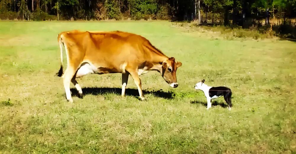 Boston Terrier Comes Face To Face With A Cow And They Begin To Play