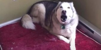Extremely Stubborn Husky Loudly Protests Going For A Morning Run