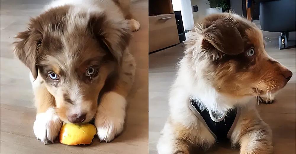 Cute Little Puppy Eats An Apple For The Very First Time