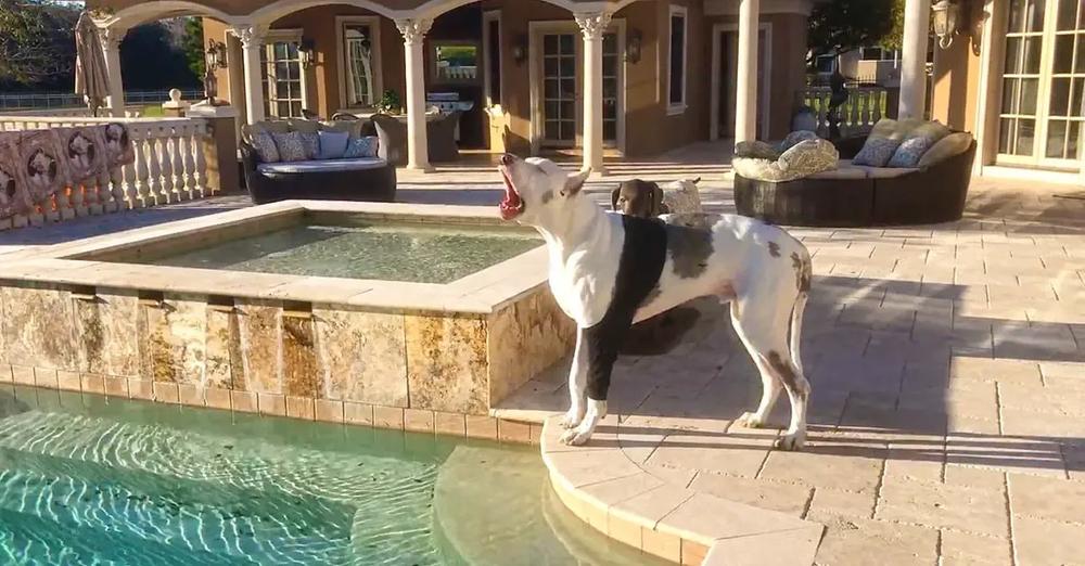 Great Dane Has Hysterical Hissy Fit When Mom Won’t Let Him Go Swimming