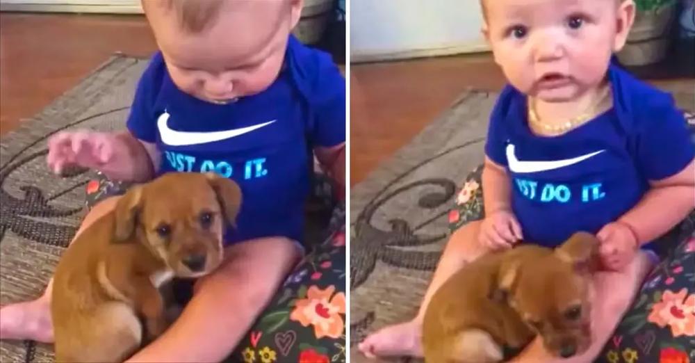 Puppy Cuddles Up Next To Baby During Their First Meeting