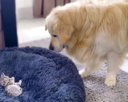 Golden Retriever Has Complete Meltdown Over Tiny Kitten In His Bed