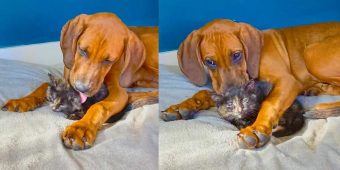 Smitten Puppy Can’t Stop Kissing New Foster Kitten
