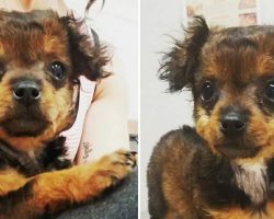 Vet told to put down paralyzed puppy – then she looks closer at tail and makes unforgettable discovery