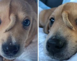 Abandoned “unicorn” puppy with tail growing from his head rescued from freezing cold