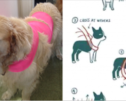 People Are Wrapping Scarves Around Their Dogs And It Actually Has A Big Impact