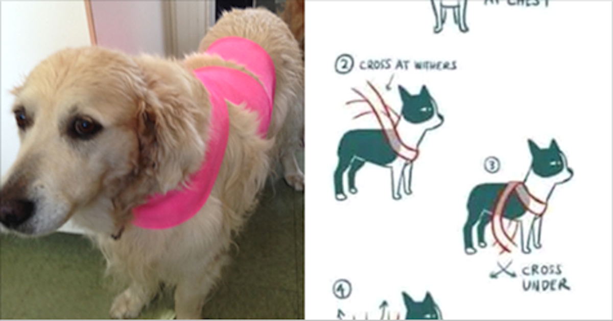 People Are Wrapping Scarves Around Their Dogs And It Actually Has A Big Impact