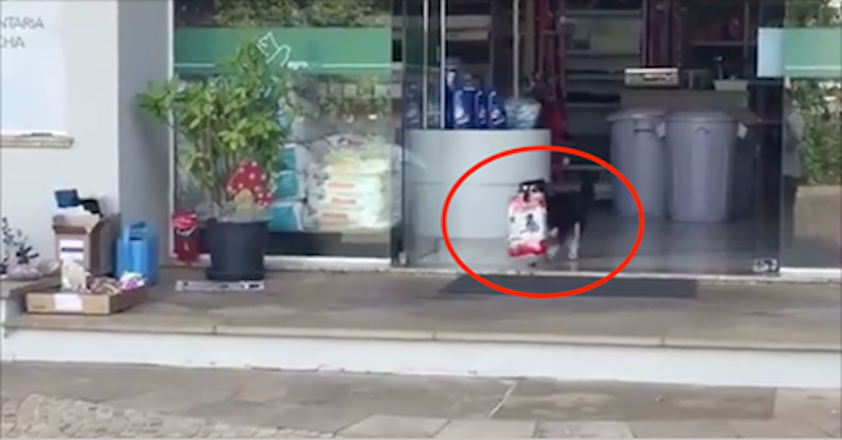 Proud pup struts out of store all by himself with a bag of dog food