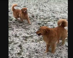 These golden retrievers joy for snow is contagious