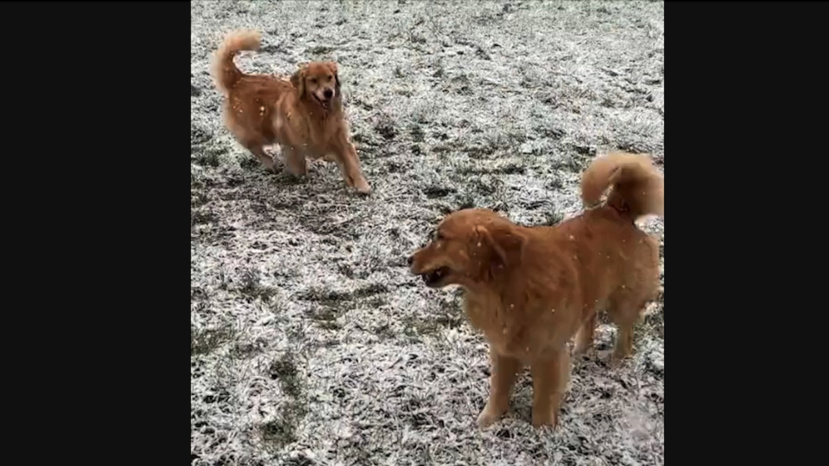 These golden retrievers joy for snow is contagious