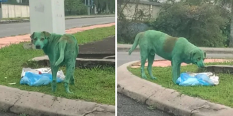 Dog found painted green, crying and looking for food