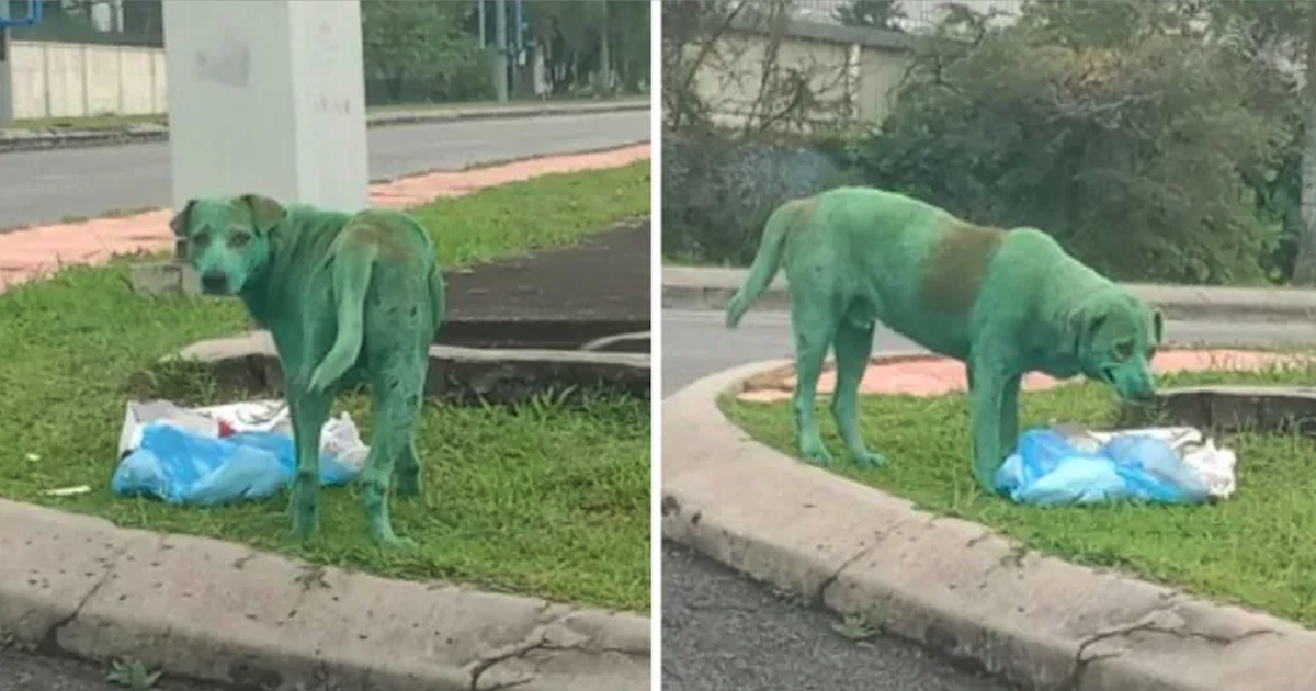 Dog found painted green, crying and looking for food