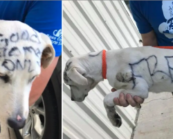 Dog is abandoned in park with “FREE” written on her fur in permanent marker