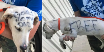 Dog is abandoned in park with “FREE” written on her fur in permanent marker